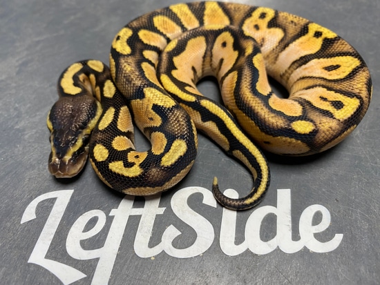 Sugar Pastel Od Ball Python by Leftside Reptiles