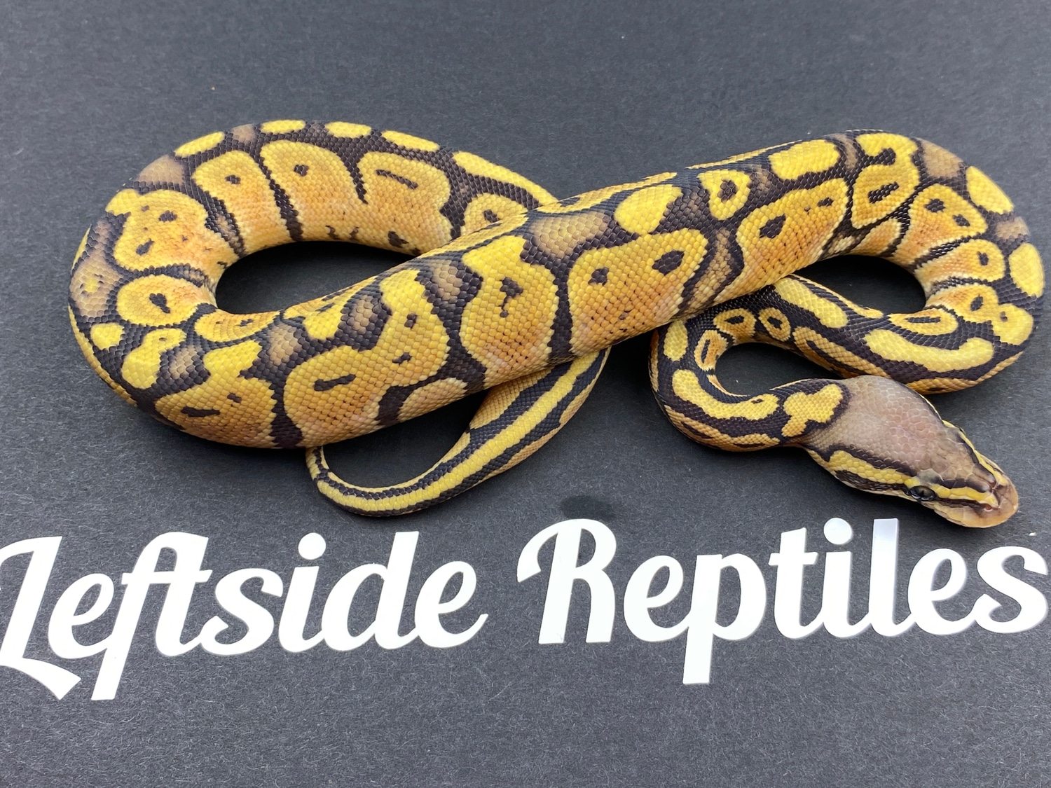 Pastel Hypo Ball Python by Leftside Reptiles - MorphMarket