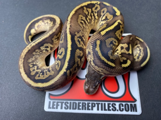 Mahogany Leopard Calico Het Albino Ball Python by Leftside
