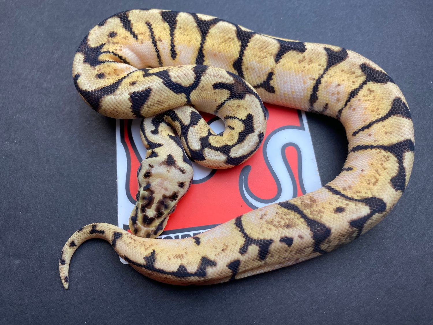 Bumble Bee Ball Python by Leftside Reptiles - MorphMarket