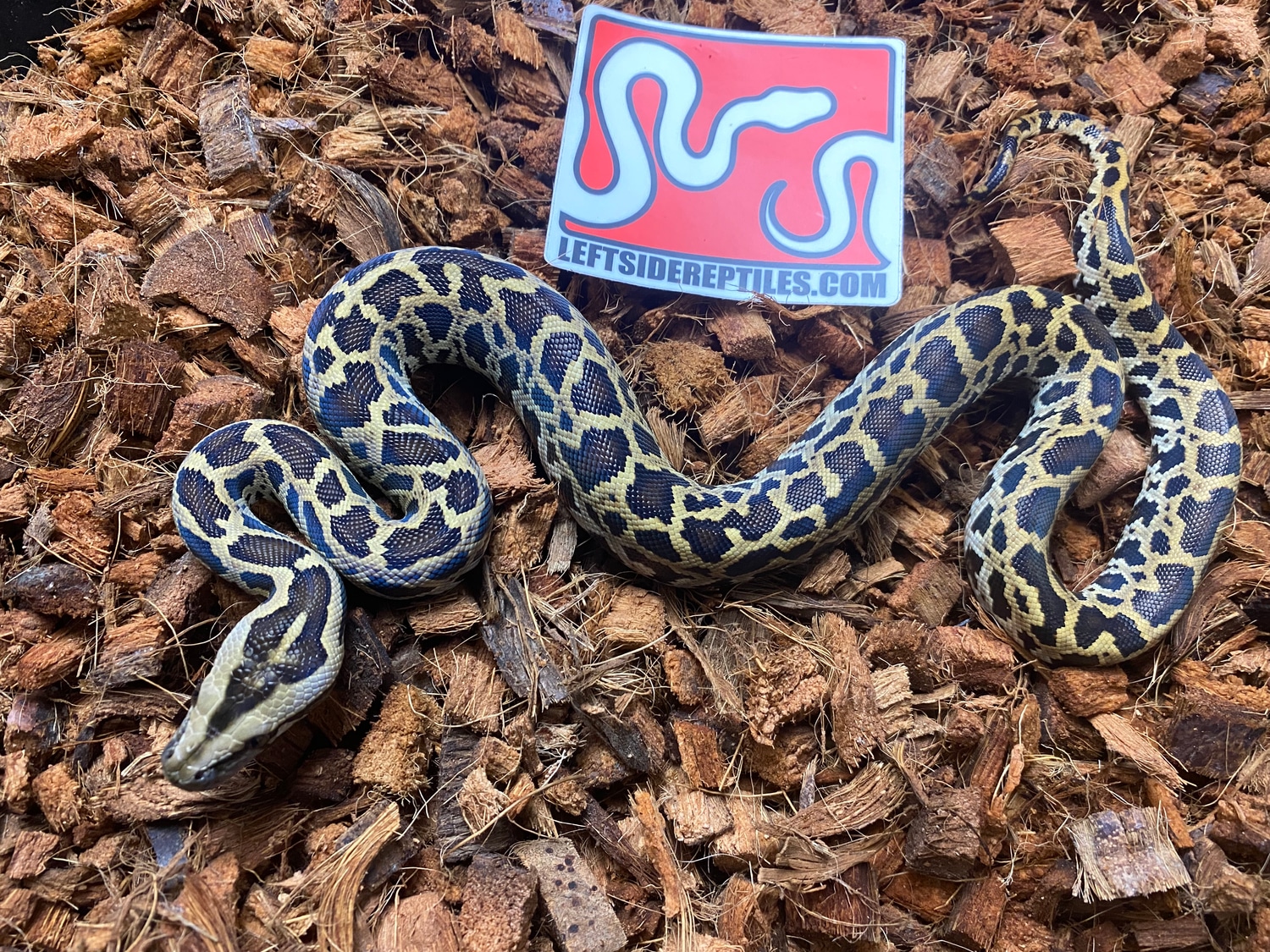 Triple Het Albino Patternless Granite Burmese Python by Leftside ...