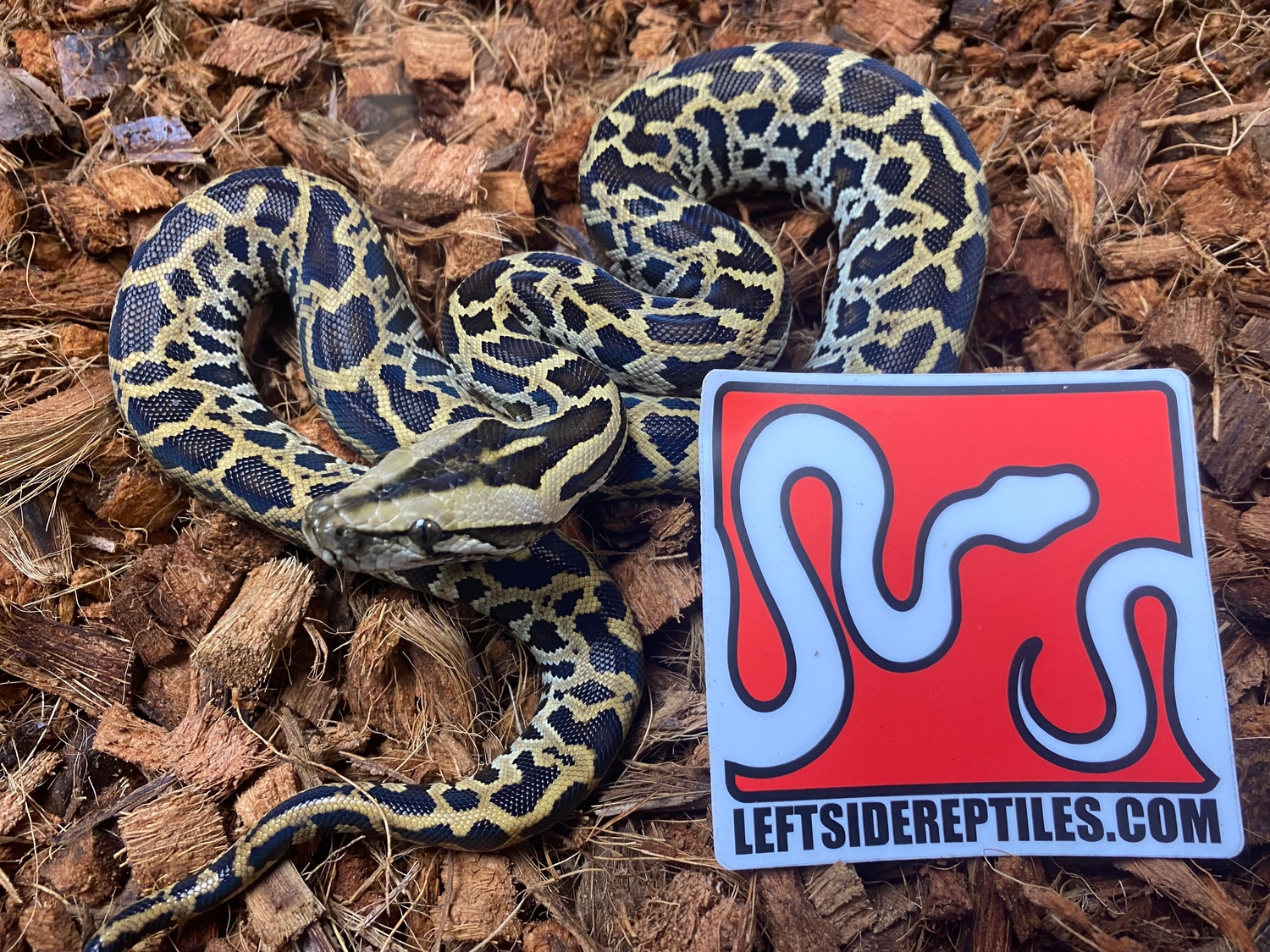 Triple Het Albino Patternless Granite Burmese Python by Leftside ...