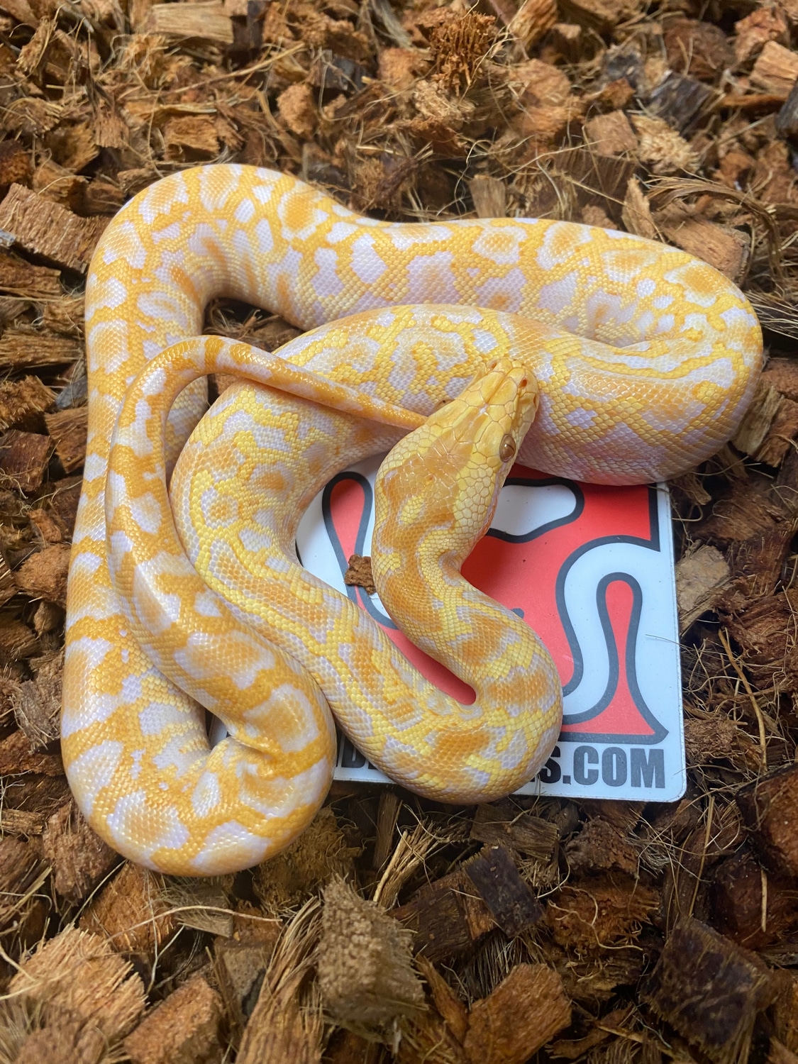Albino Het Granite Het Patternless Burmese Python by Leftside Reptiles ...
