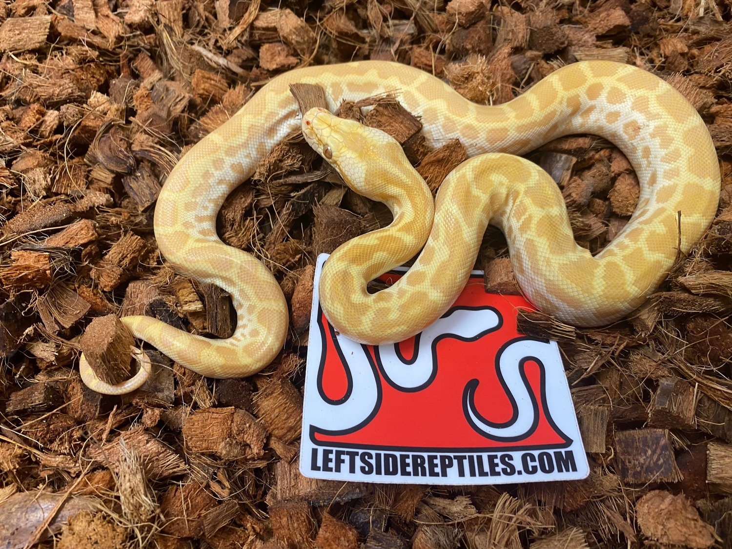 Hypo Albino Het Patternless Granite Burmese Python by Leftside Reptiles ...