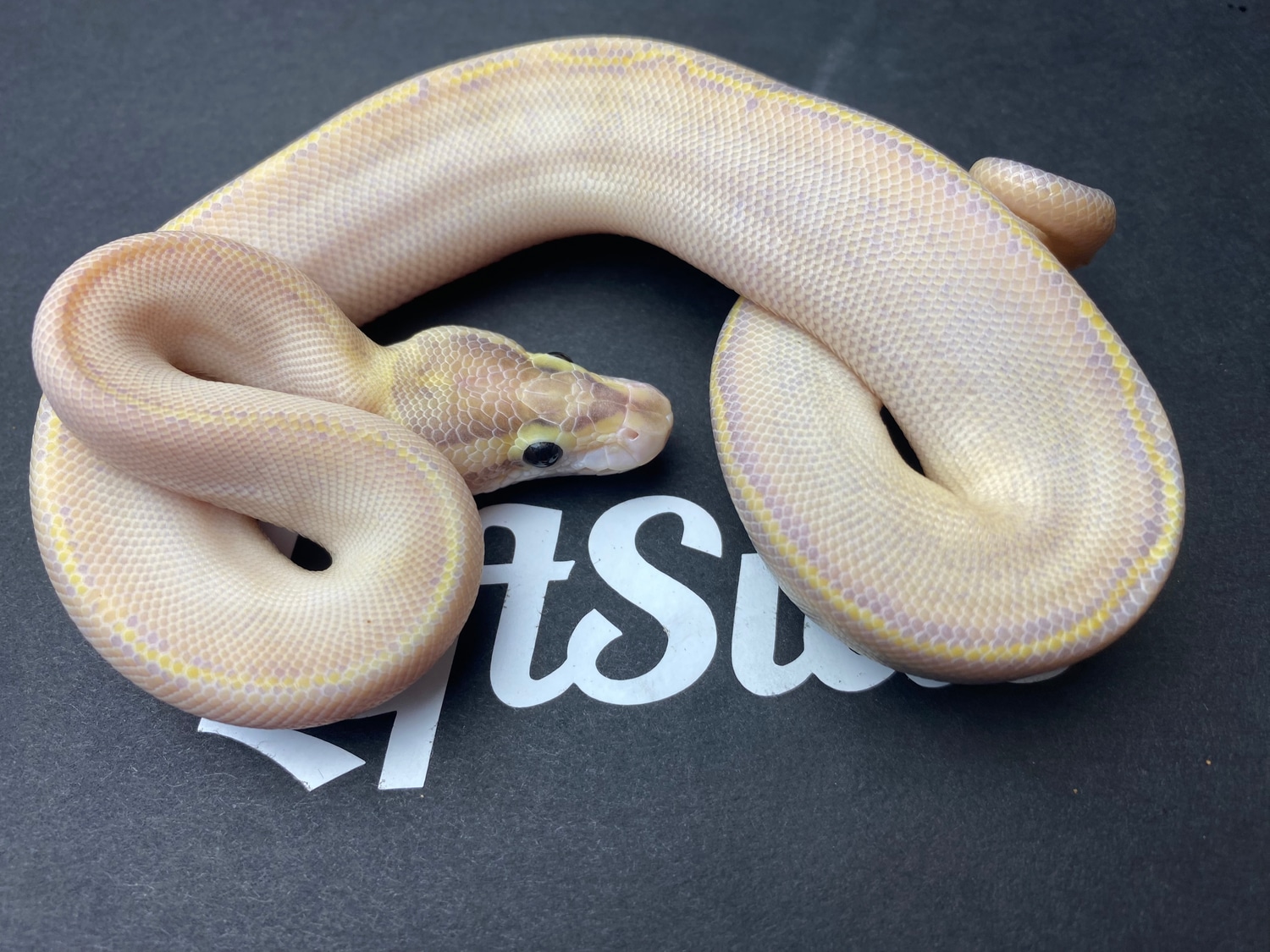 Ivory Het Hypo Pos Grim Ball Python by Leftside Reptiles - MorphMarket