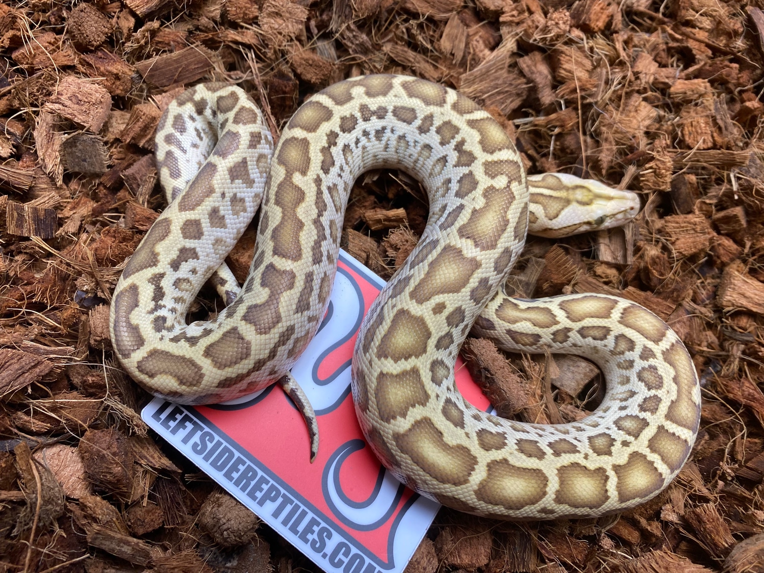 Hypo Het Albino Patternless Granite Burmese Python by Leftside Reptiles ...
