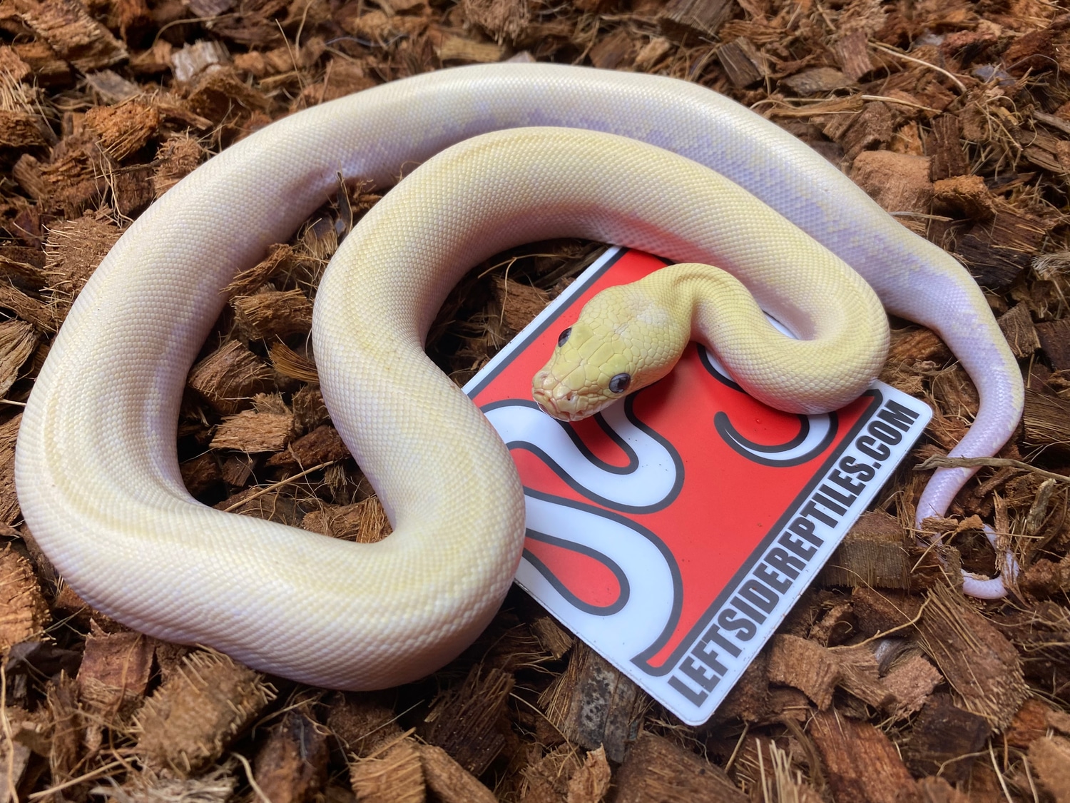 Super Hypo Het Albino Patternless Granite Burmese Python by Leftside ...