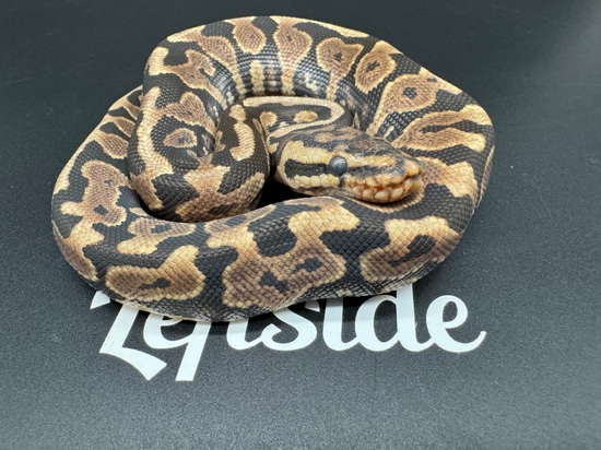 Mocha Spotnose Pos YB Ball Python by Leftside Reptiles