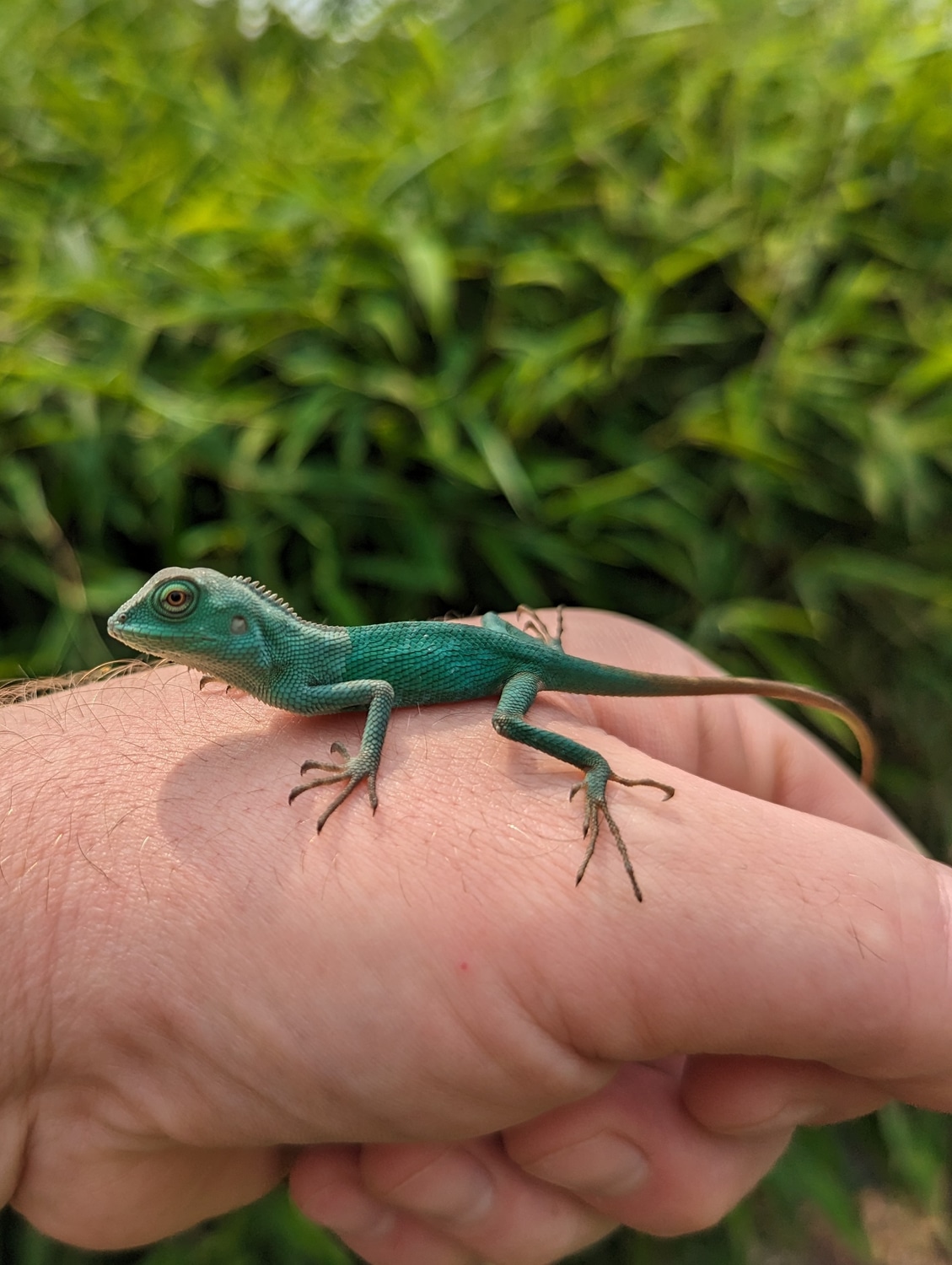 Cbb Calotes Pethiyagodai Pair More Lizard by Legacy Herps - MorphMarket