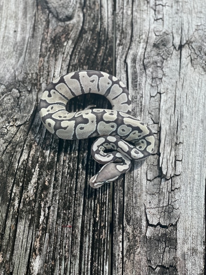 Vanilla True Ghost (TSK) Ball Python by Legacy Morphs