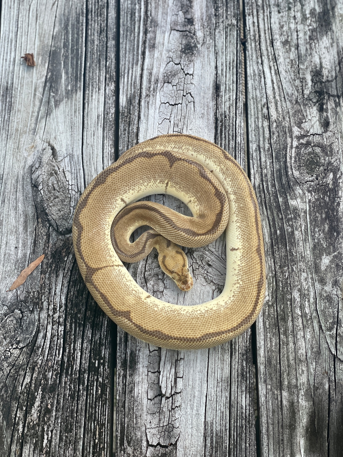 RTB OD Spider Clown Ball Python by Legacy Morphs - MorphMarket
