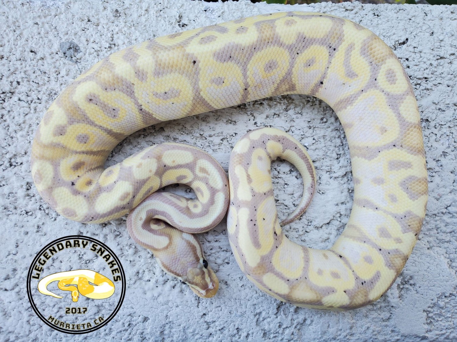 Coral Glow Firefly Het VPI Axanthic Ball Python by Legendary Snakes ...