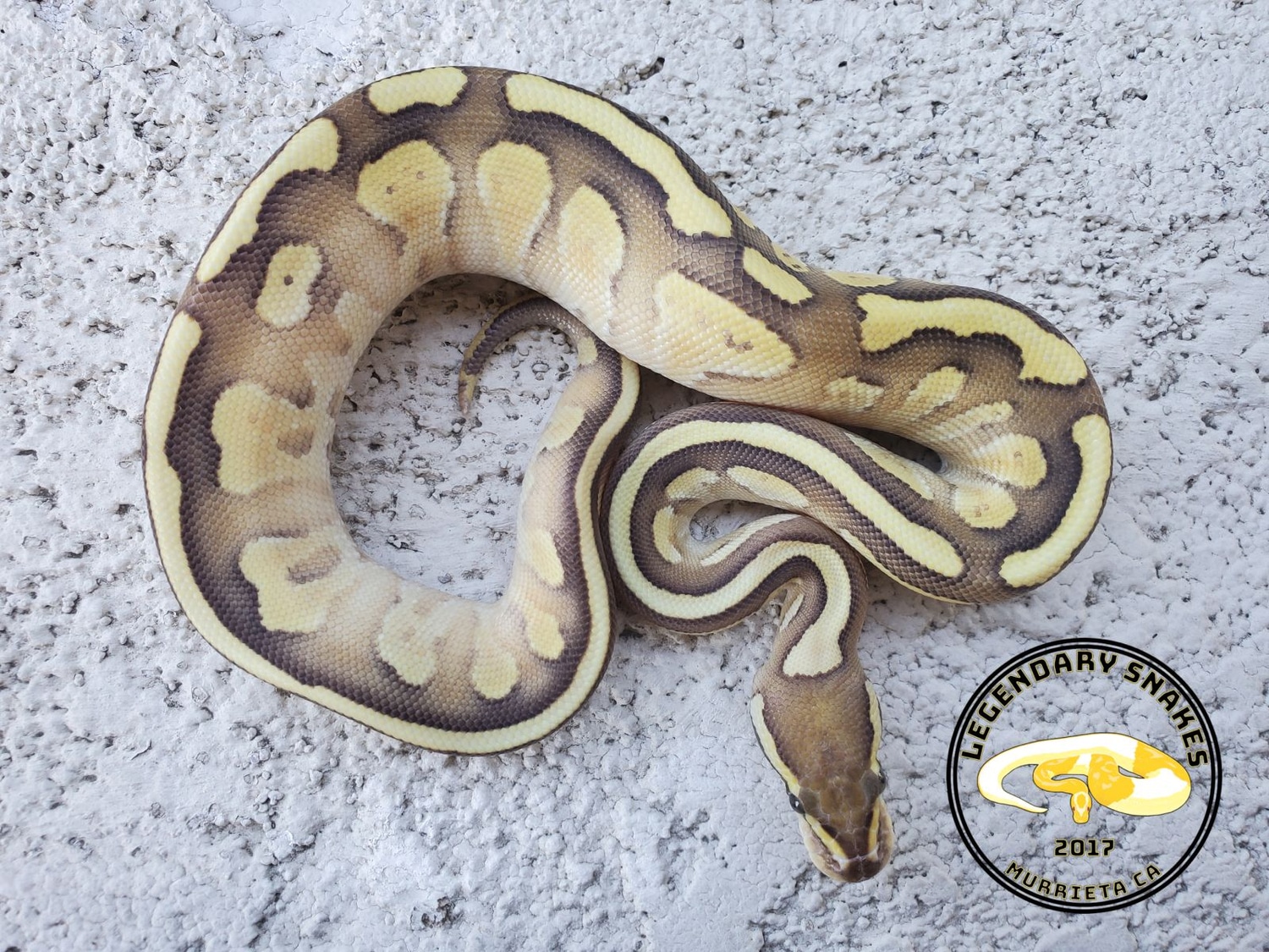 Fire Lesser Ball Python by Legendary Snakes - MorphMarket