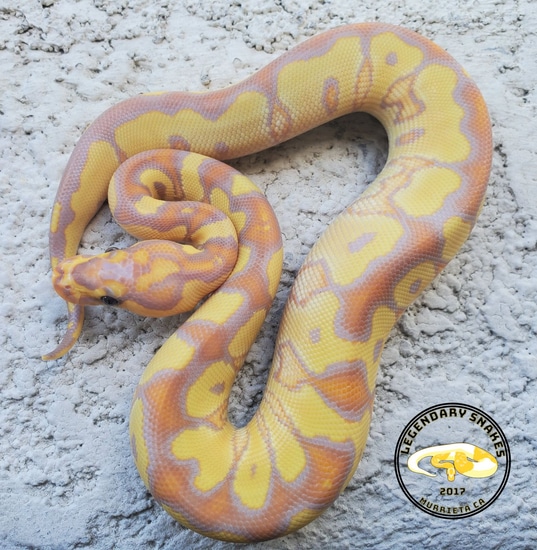 Clown Pattern Snake Python Banana Clown Ball Python by Legendary Snakes