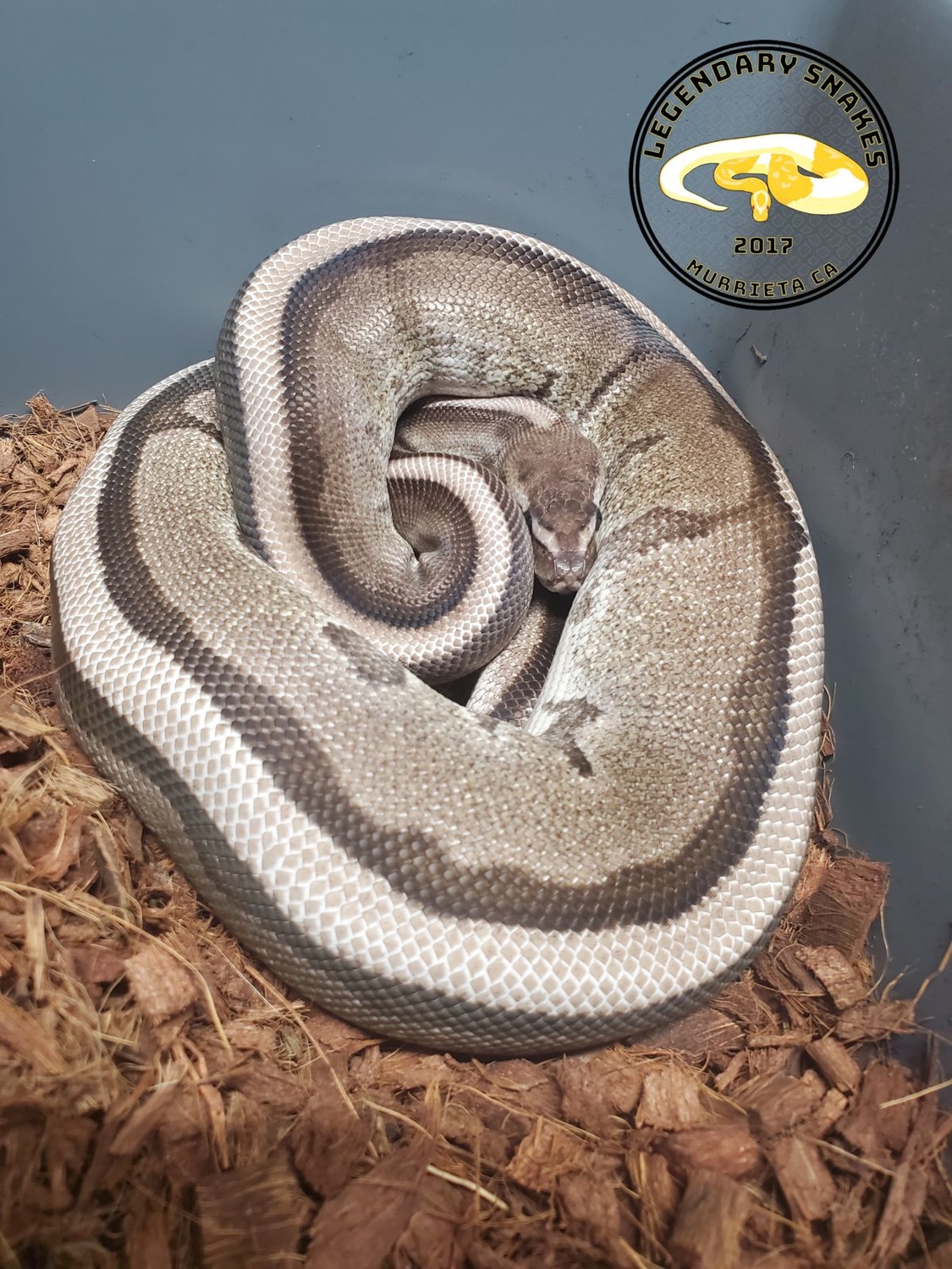 VPI Axanthic Genetic Stripe Ball Python by Legendary Snakes - MorphMarket