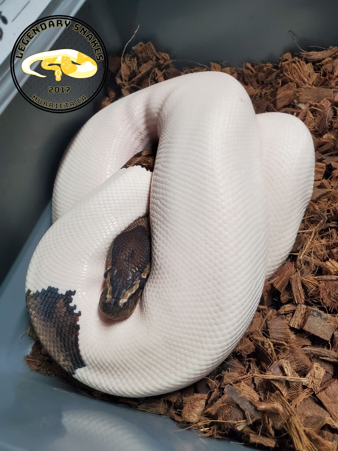 Pied Ball Python by Legendary Snakes - MorphMarket
