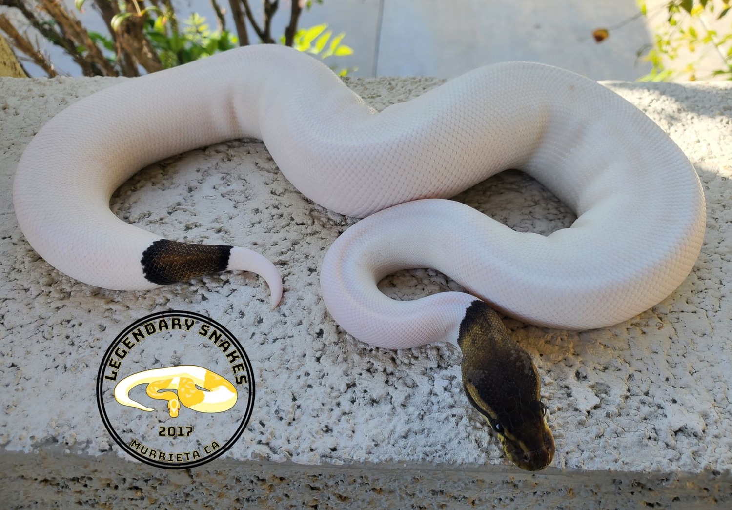 Cinnamon Pied Ball Python by Legendary Snakes - MorphMarket