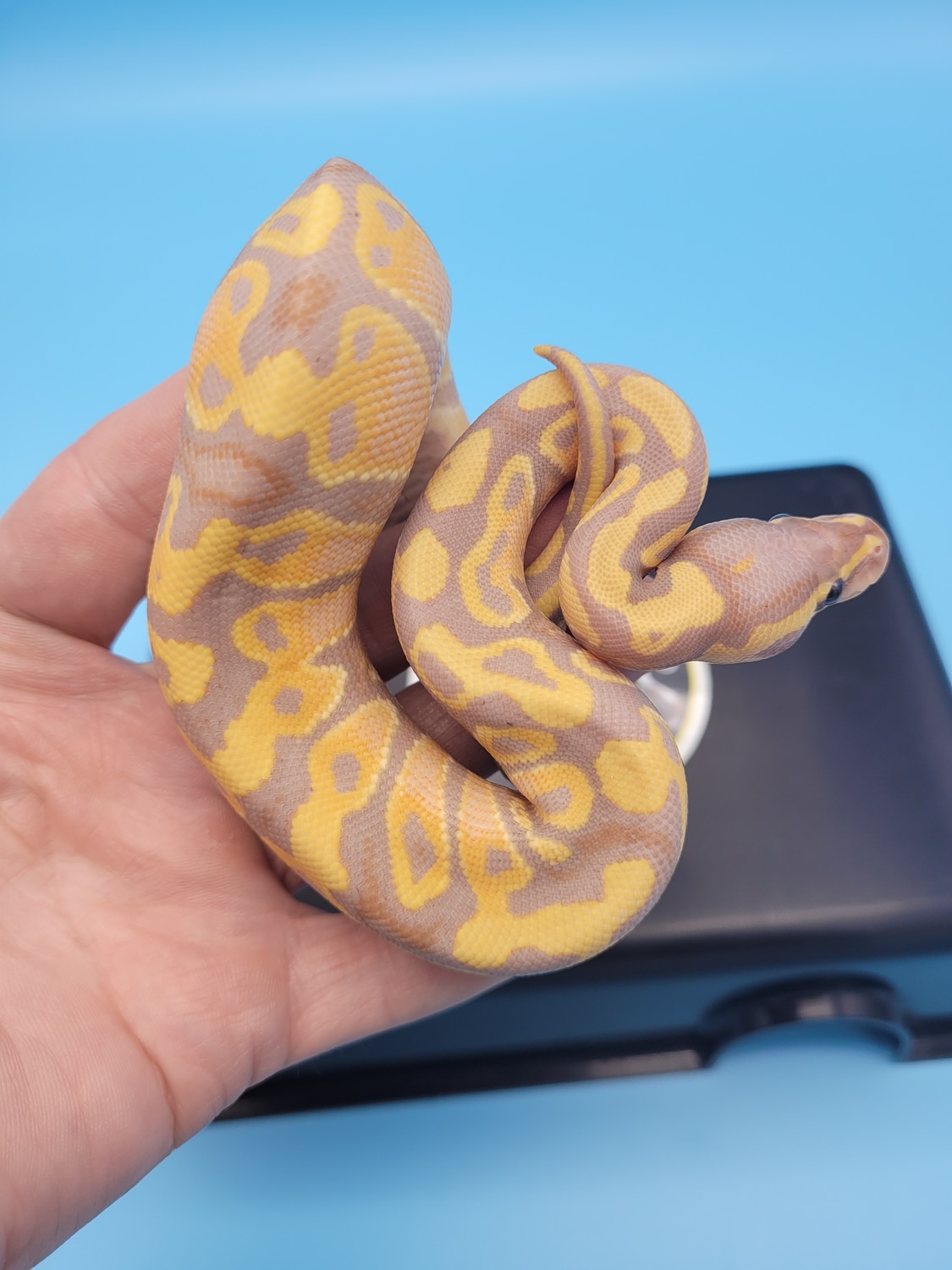 Yellowbelly Russo Banana Het Clown Ball Python by Rikers Reptiles MorphMarket