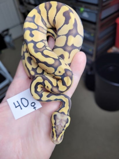 Pastel Enchi Hypo Desert Ghost Ball Python by Rikers Reptiles