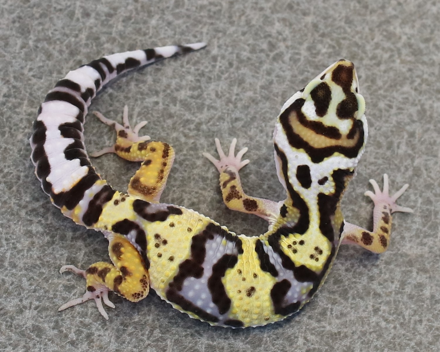 Halloween Mask (No Known Hets) Leopard Gecko by Lake Erie Leopard