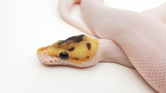 Spied Ball Python by Lena Cisowski