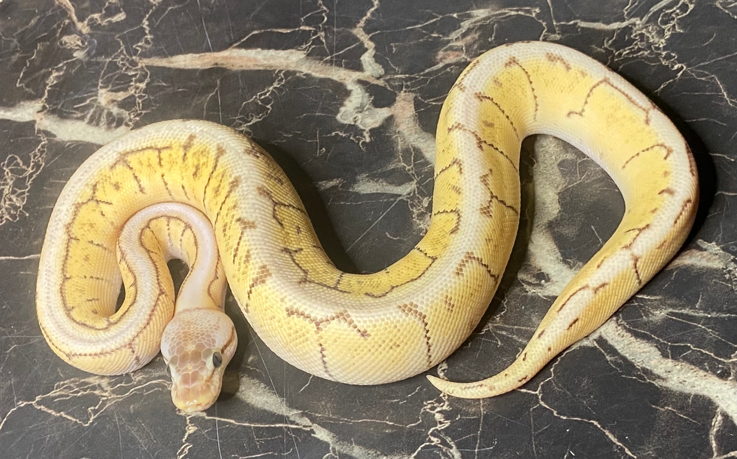 Mojave Spinner Blast Ball Python by L&aexotics MorphMarket