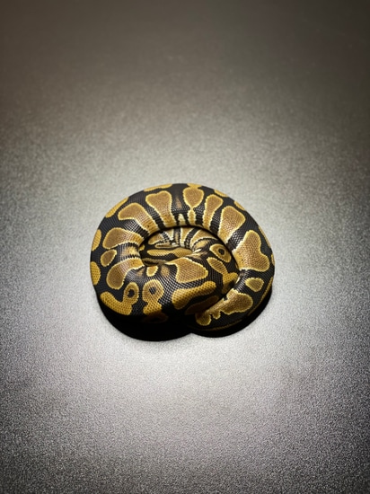 Normal Het Pied Ball Python by L&AEXOTICS