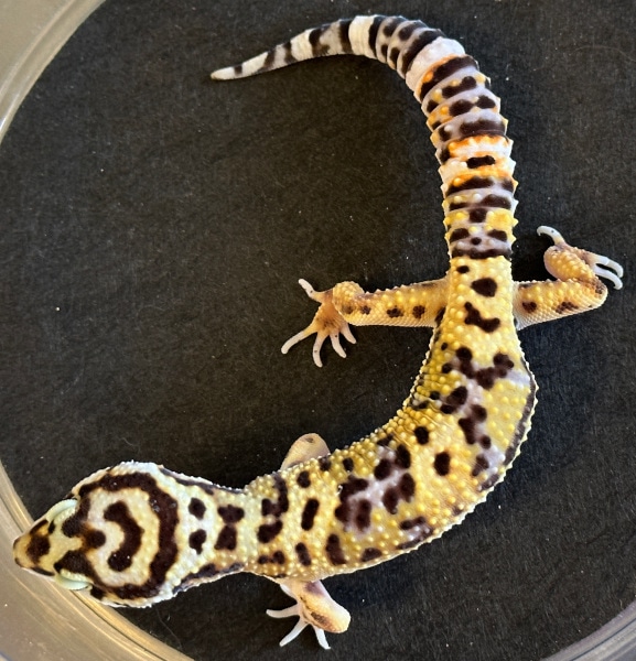 Bold Bandit X Mandarin Tangerine Project Leopard Gecko by Leopardgecko