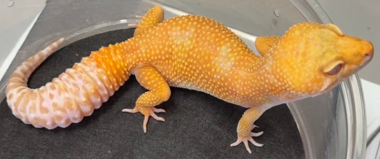 Super Giant Mandarin Tangerine Tremper Albino Leopard Gecko by ...