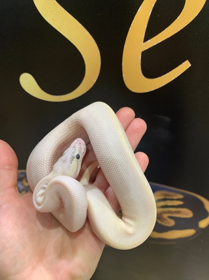 Ivory Pastel Ball Python by Edenic Serpent