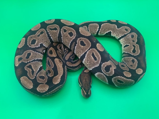 Normal Ball Python by Edenic Serpent