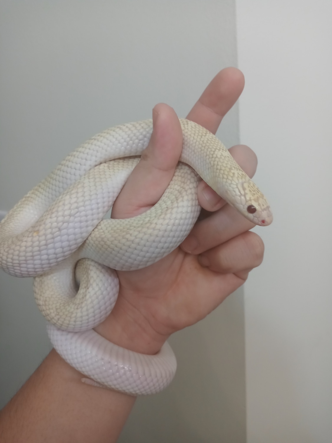 White Side Lavender Florida Kingsnake by Leon's Reptiles MorphMarket