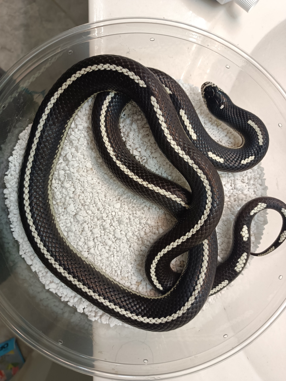 Scissor Crossing California Kingsnake by Leon's Reptiles MorphMarket