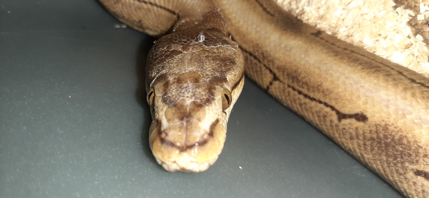 Spinner-Scaleless Head Ball Python by Leonssnakes - MorphMarket