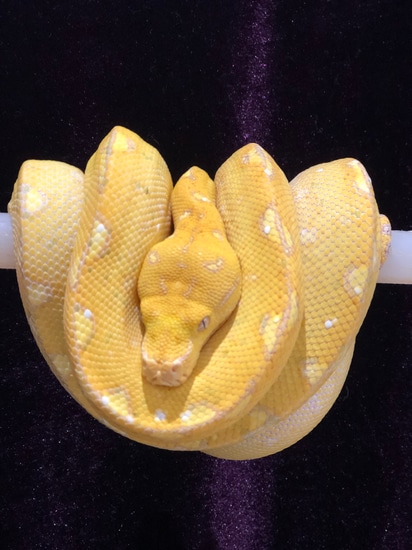 Biak Locality Type Green Tree Python by Prestige pythons