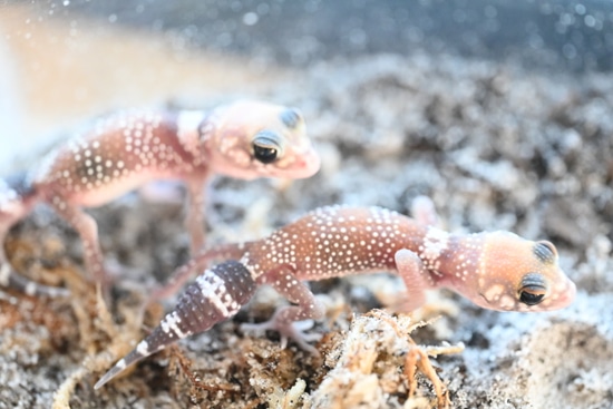 On Hold Australian Barking Gecko; Thick-tailed Gecko