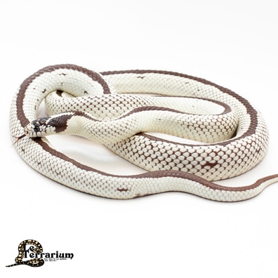 Kingsnakes For Sale - MorphMarket US & Canada