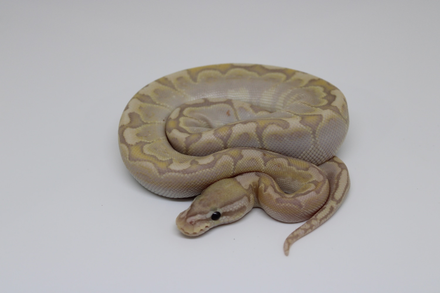 Banana Bamboo Pastel Ball Python by Leveled Up Exotics - MorphMarket