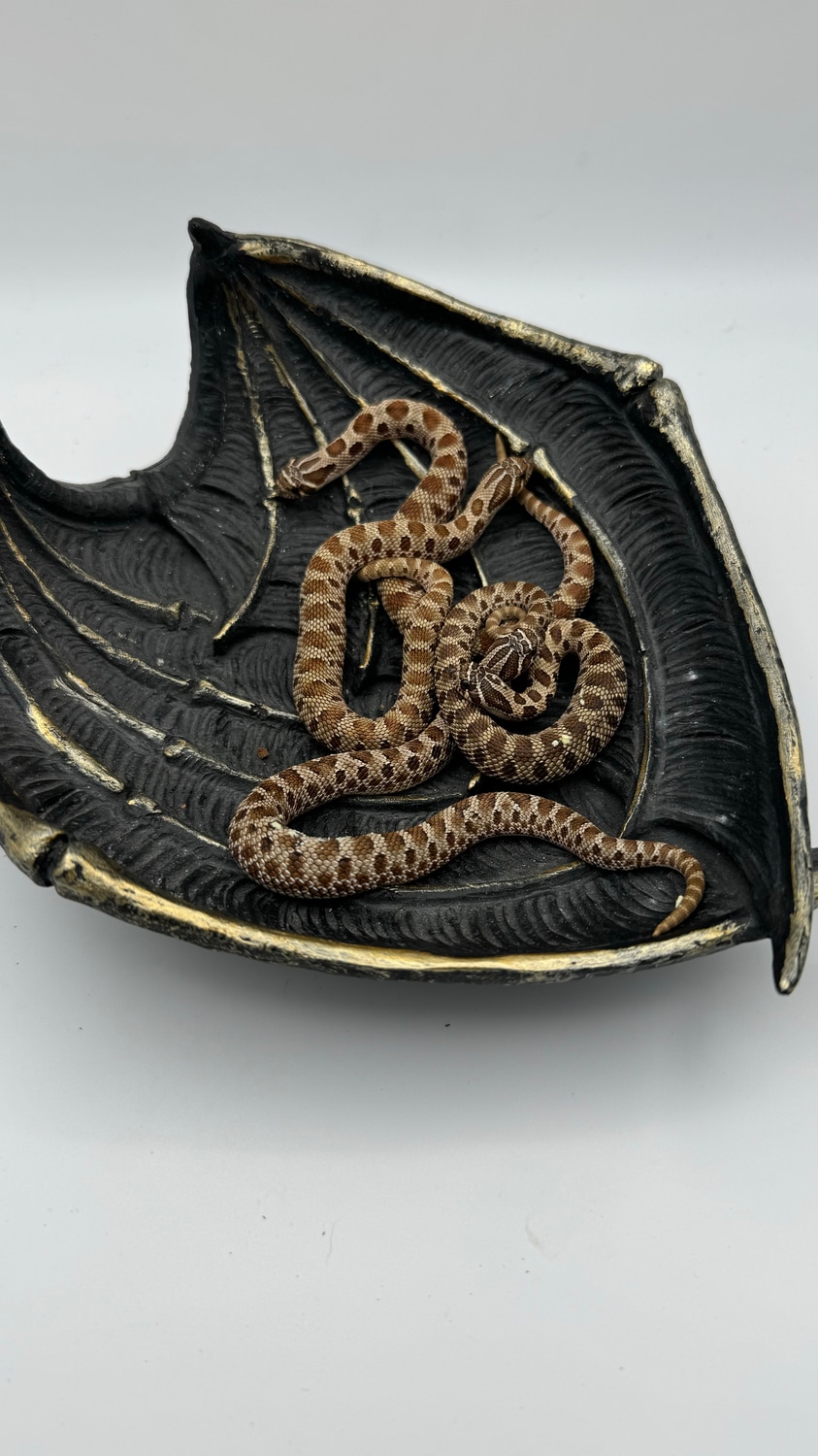 Photo inspiration: Frozen Thawed Rat Feeding Schedule For Breeders Reference: Hognose Snakes Read Description