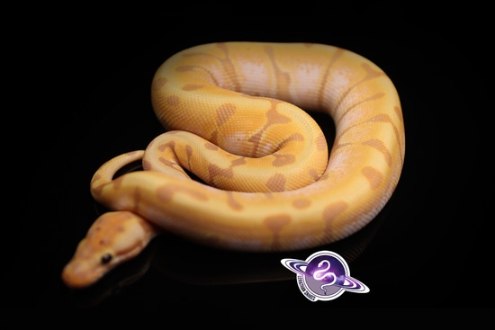 Leviathan Ball Python Banana Enchi HGW Ball Python by Leviathan Snakes
