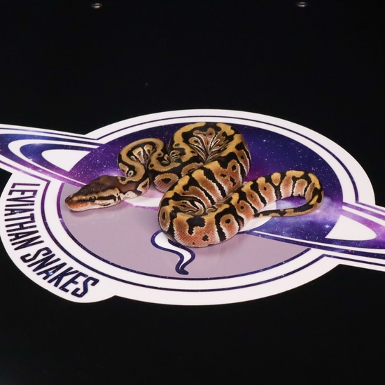 Leviathan Ball Python HGW Ball Python by LEVIATHAN