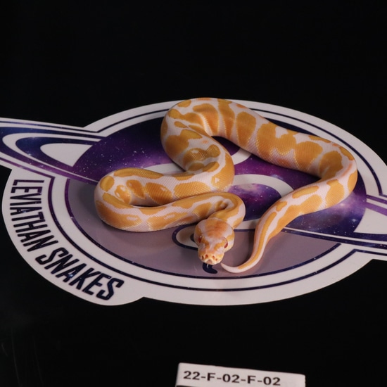 Leviathan Ball Python Toffino Ball Python by LEVIATHAN
