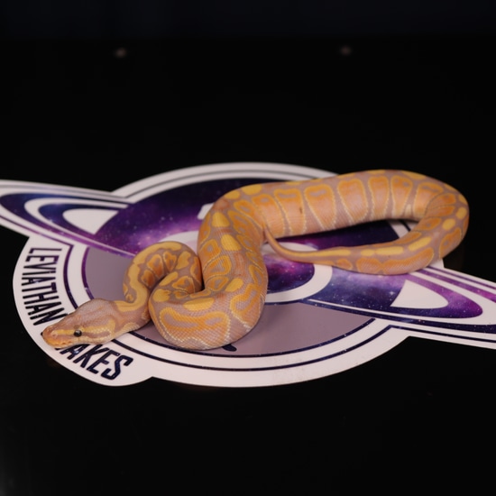 Leviathan Ball Python Banana 100% Het Clown Ball Python by LEVIATHAN