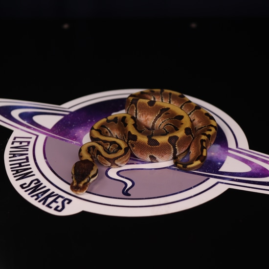 Leviathan Ball Python Enchi Hidden Gene Woma Ball Python by LEVIATHAN
