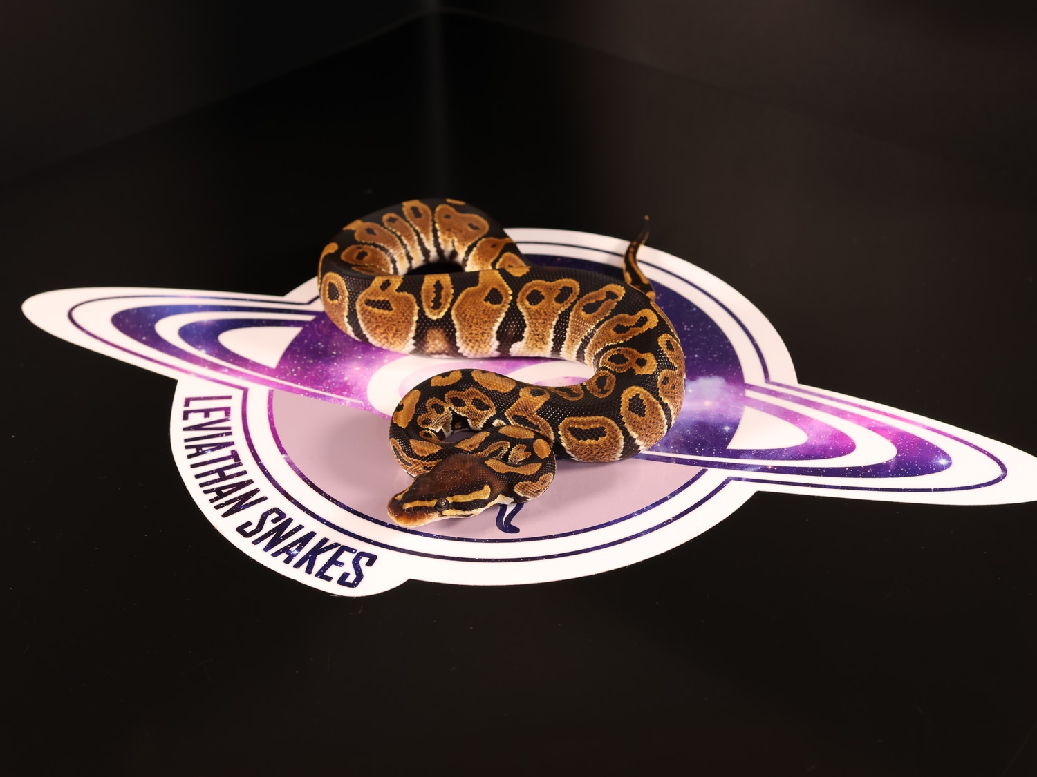 DH Sunset Ultramel Ball Python by Leviathan Snakes - MorphMarket