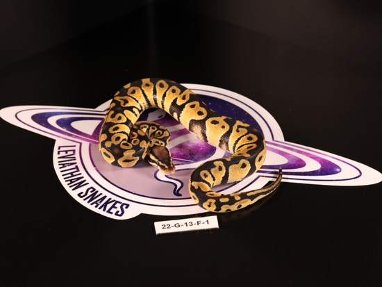 Leviathan Ball Python Pastel DH Axanthic (VPI) Clown Ball Python by LEVIATHAN