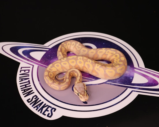 Leviathan Ball Python Banana Pastel OD Asphalt Het Clown Ball Python by LEVIATHAN