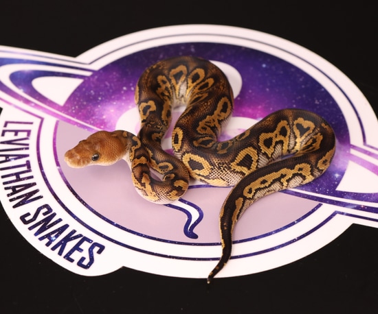 Leviathan Ball Python Nyala Furrow Clown Ball Python by LEVIATHAN