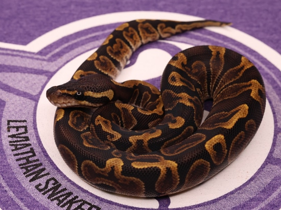 Leviathan Ball Python GHI Ball Python by LEVIATHAN