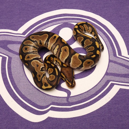 Leviathan Ball Python Jynx Ball Python by LEVIATHAN